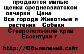 продаются милые щенки среднеазиатской овчарки › Цена ­ 30 000 - Все города Животные и растения » Собаки   . Ставропольский край,Ессентуки г.